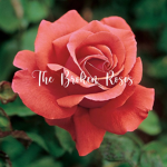 The broken roses
