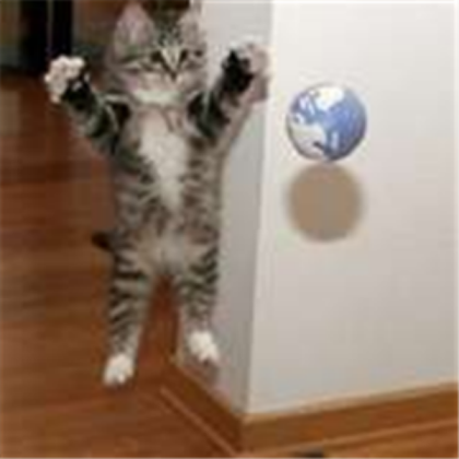 funny little kitten Roblox decal