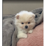Hi doggos welcome!
