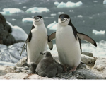 penguins are the best in the world