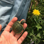 Turtle Friends <3