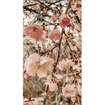 Official Blossom Squad