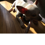 Precious fav dog