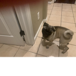 Pugs are funny and the best