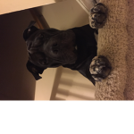 Doggo chew
