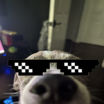 Doggy Buddies Studios