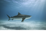 Fat Sharks Games