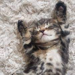 ~ Cute cats! ~