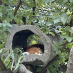Red Panda Industries Group Thumbnail