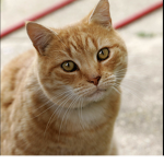 Cute kitten fan group (made by me)