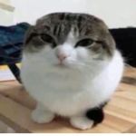 ̇ ̇