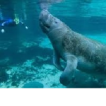 Save the Manatees!