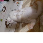 에몽이