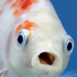 The class fish