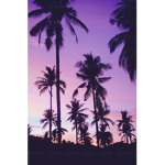 Palm-Tree Clothing