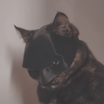 KOTHEQUEEN