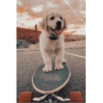 Best skateboarding puppies!
