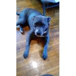 Joseph Kowal