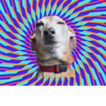 Addys group of dogs