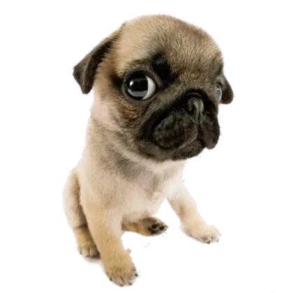 dooby transparent