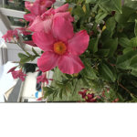Blooming flower group