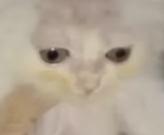 Bald baddie cats