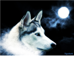 wolf clan bro
