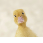 TheAmazingDucks