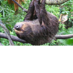 Sloth club!!