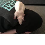 BIG FAT RAT
