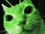 Iker cat
