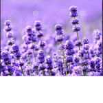 Xxpurple_lavenderxx