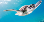 the random groupppp