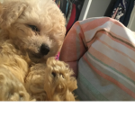 Puppy U-U