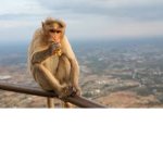 Monkey guys republic
