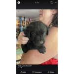 Puppies are everything