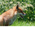 The Fox Connections