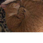 Cat and her friends layer
