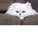 fan group for cats