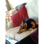 Puppy's are cute and funny