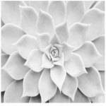 Black & White Group