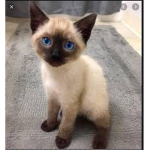 Siamese Society