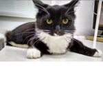 Mittens Domination