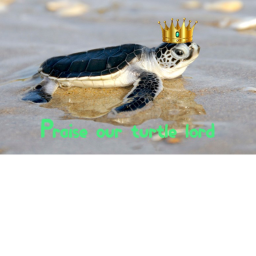 Praise our turtle lord