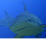 Official Shark Fans