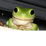 G Frogs