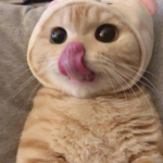 HDFWL