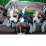 PuppyTopia