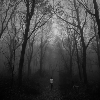 Dark Woods