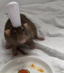 ~Rat Peeps~